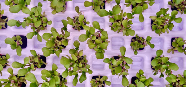 Peki Dikey Tarım Nedir?