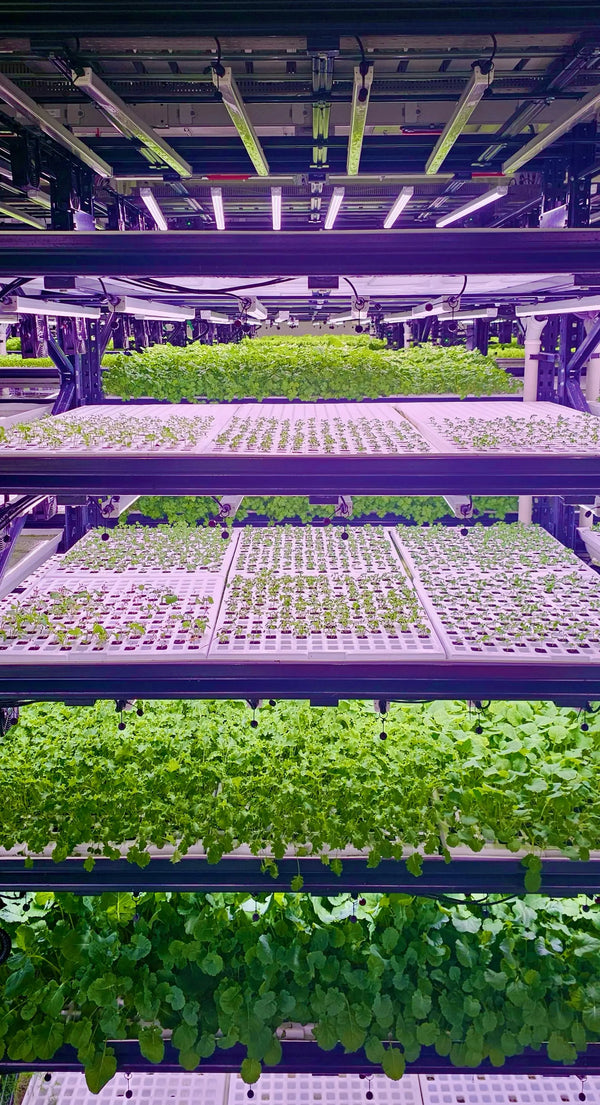 Dikey tarım ve sürdürülebilirlik