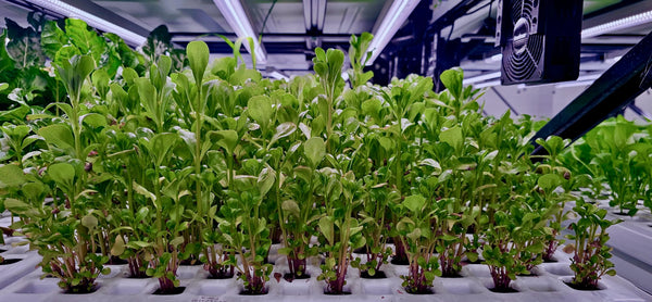 Dikey tarım, seralar ve konvansiyonel tarım